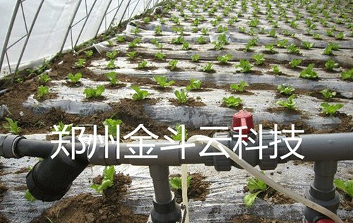 农业香蕉爱视频