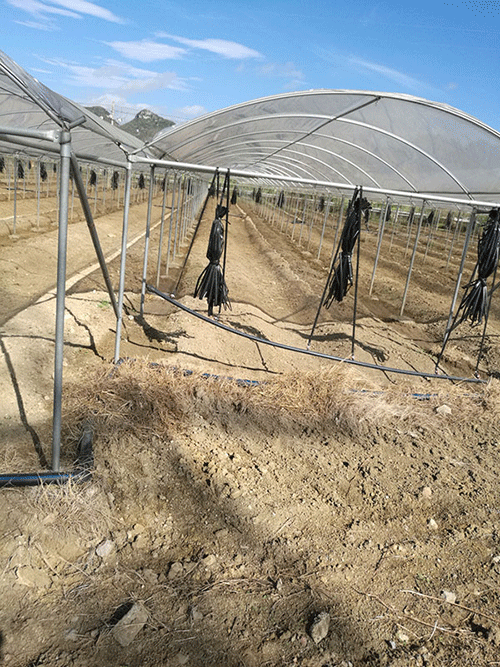 香蕉爱视频系统