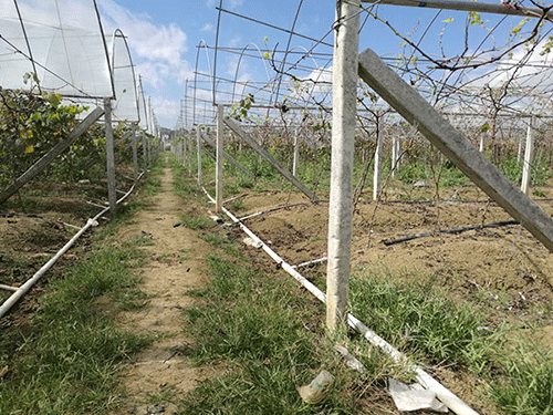 香蕉爱视频系统