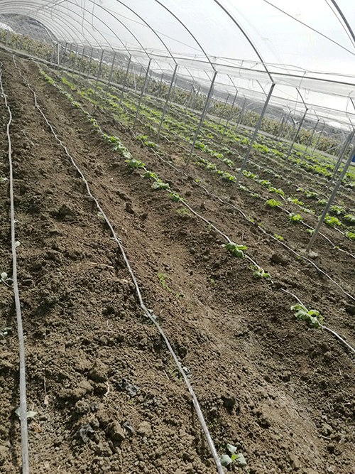 香蕉爱视频系统