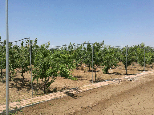 农业香蕉爱视频