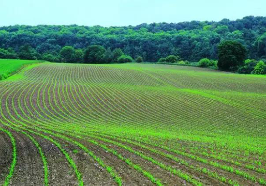 农业香蕉爱视频 农业香蕉爱视频