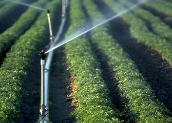 农业香蕉爱视频