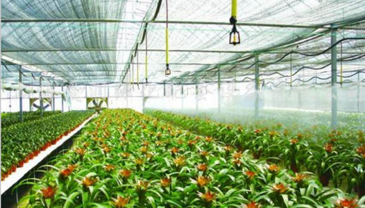 农业香蕉爱视频