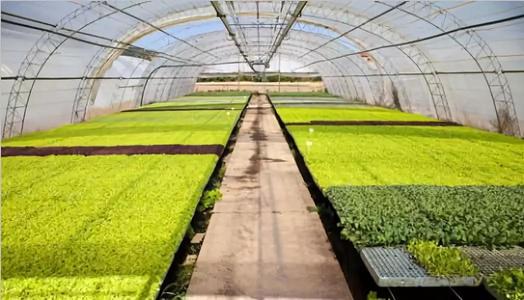 农业香蕉爱视频